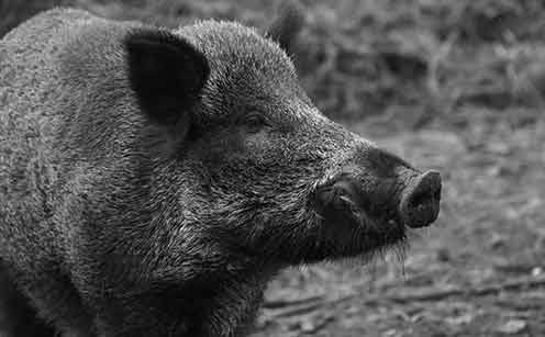 Како да се избегне упад на диви свињи и свињи во градината: како да се изгради електрична ограда